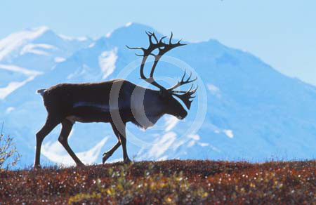 Caribou