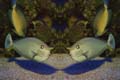 mirrorimage008